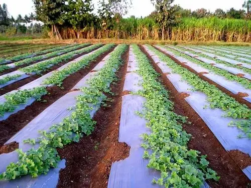 Compostable Grow Bags