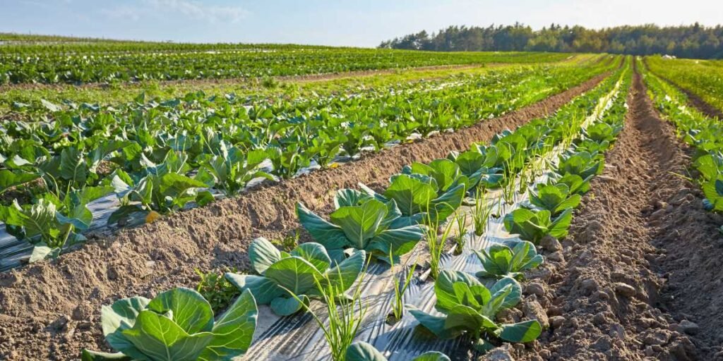 compostable mulch films