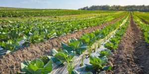 compostable mulch films