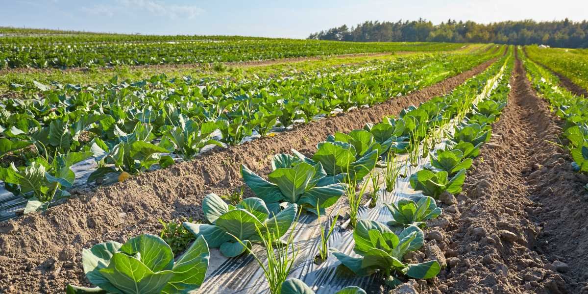 compostable mulch films