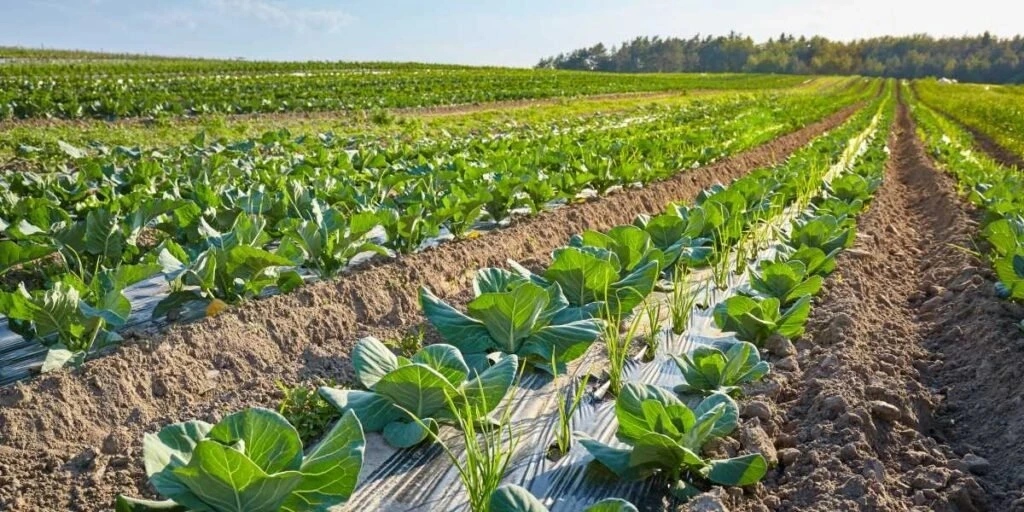 Comparison between biodegradable agricultural film and plastic mulch