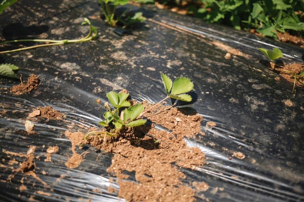 SAKRT CPCB certified compostable mulch film used in agriculture.