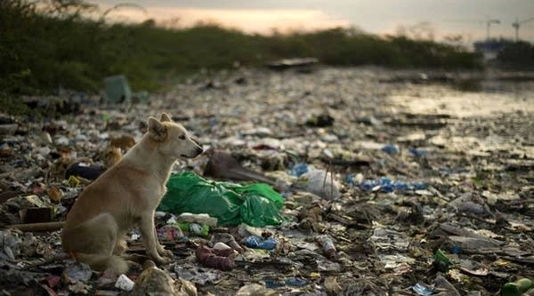 single use plastics caused on environment