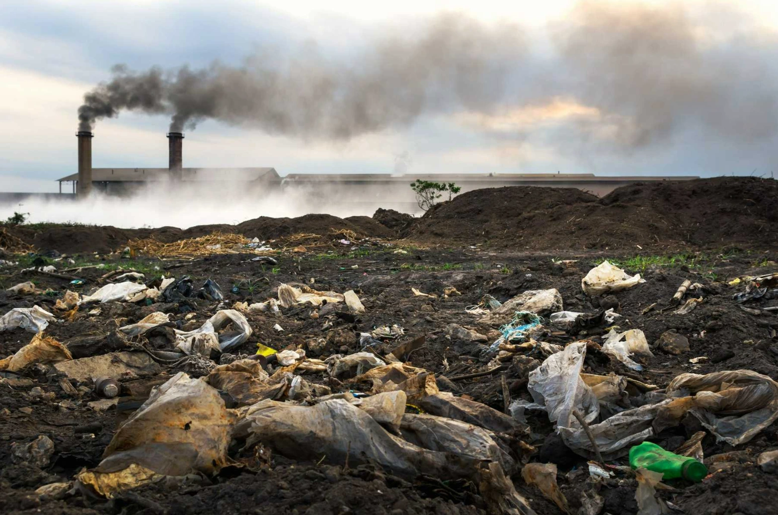 Effects of Plastic Bags