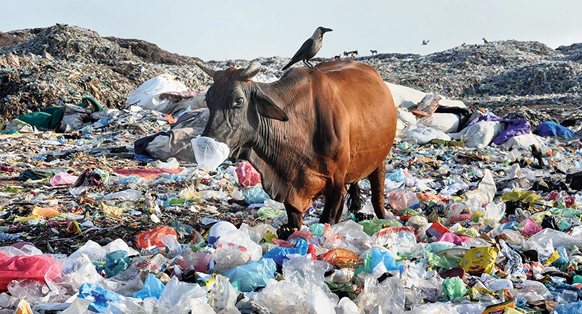 Effects of Plastic Bags